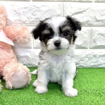 母チワワ × 父マルチーズ【福岡県・女の子・2023年6月14日・パーティ】の写真「※総額込み価格です。」