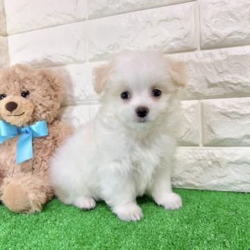 チワマル(母チワワ × 父マルチーズ)【福岡県・男の子・2022年5月24日・クリーム】の写真「モフモフのチワマルくんです♪ ※価格変更しました」