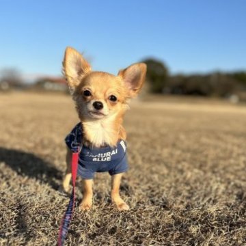 チワワ(ロング)【福岡県・男の子・2022年8月27日・フォーン】の写真「甘々な男の子♪（ロー）」