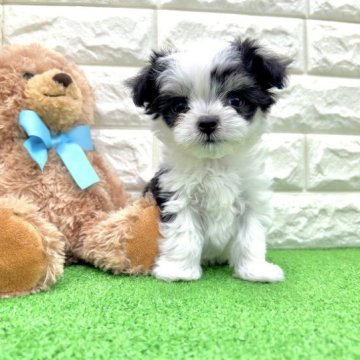 チワマル(母 チワワ × 父 マルチーズ)【福岡県・男の子・2023年4月24日・パーティ】の写真「※総額込み価格です。」