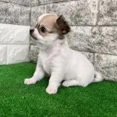 チワワ(ロング)【福岡県・男の子・2023年6月29日・パーティ 】の写真3