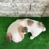 チワワ(ロング)【福岡県・男の子・2023年6月29日・パーティ 】の写真5