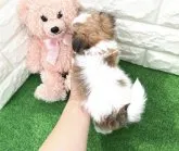 チワマル(母 チワワ × 父 マルチーズ)【福岡県・女の子・2023年4月24日・パーティ】の写真5