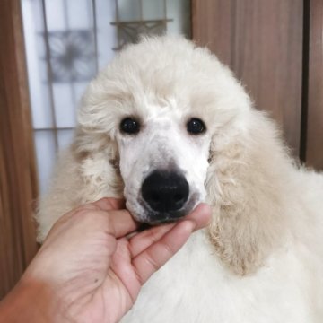 スタンダードプードル【神奈川県・女の子・2025年2月19日・ホワイト】の写真「ベビーの頃からよく気がつく子👀」