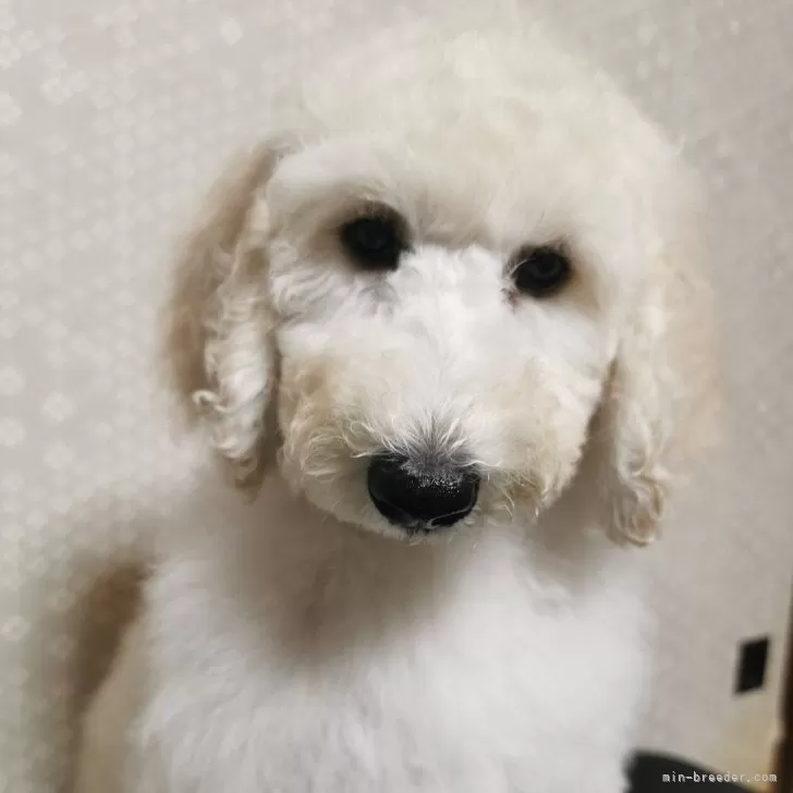 ID：2409-02239の子犬