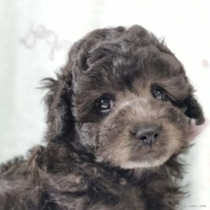 ID:2308-02637の子犬