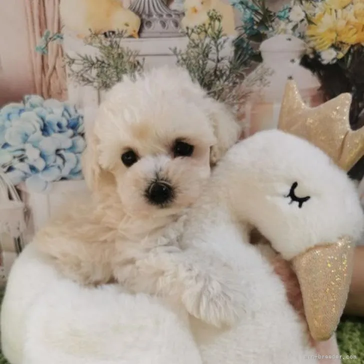ID:2207-04788の子犬