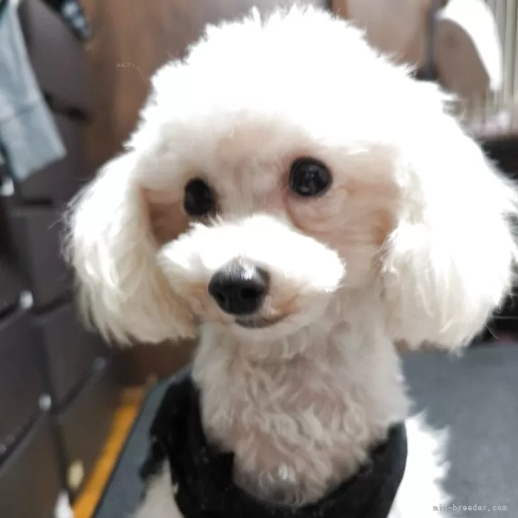 ティーカッププードル【兵庫県・男の子・2025年3月26日・ホワイト】の写真1「元気な子です」