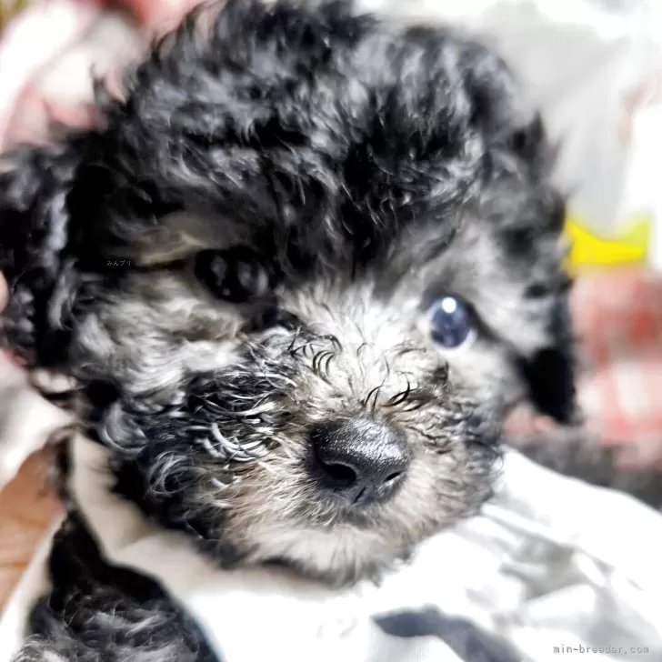 ID：2504-05051の子犬