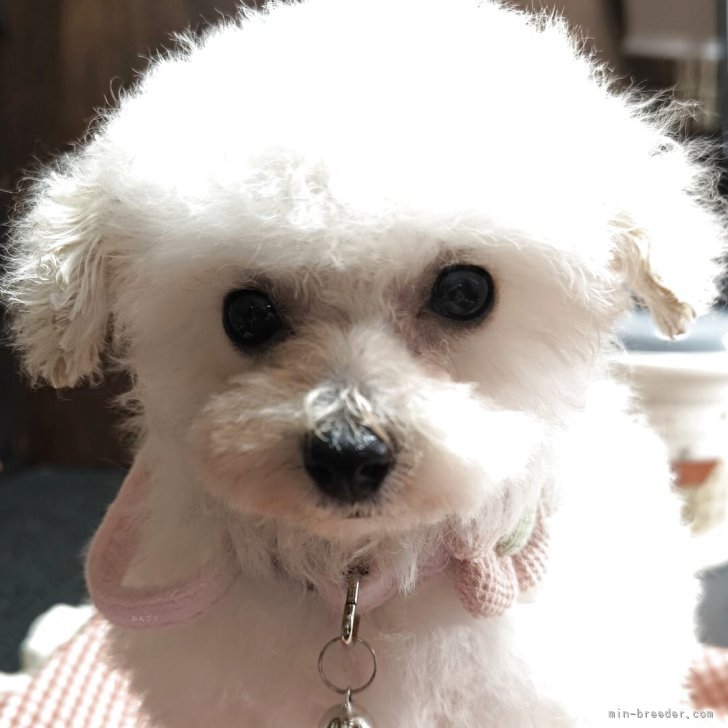 ブリーダー画像