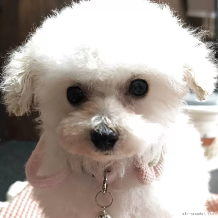 ティーカッププードル【兵庫県・女の子・2025年7月24日・お目々くりくりちゃん】の写真1「小さくてお目々くりくりで可愛い子です」