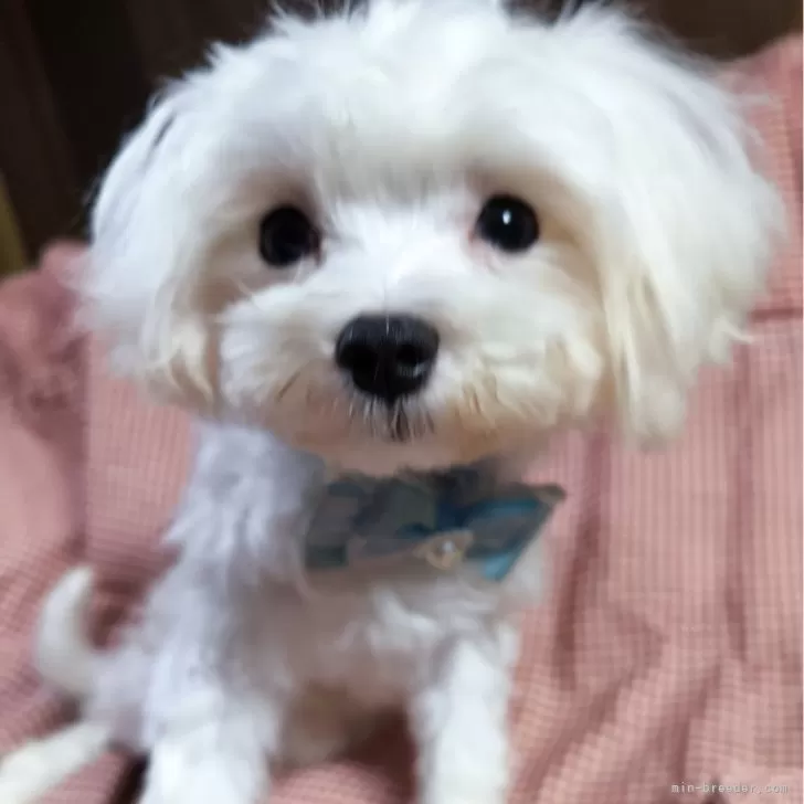 H.H 様のお迎えした子犬