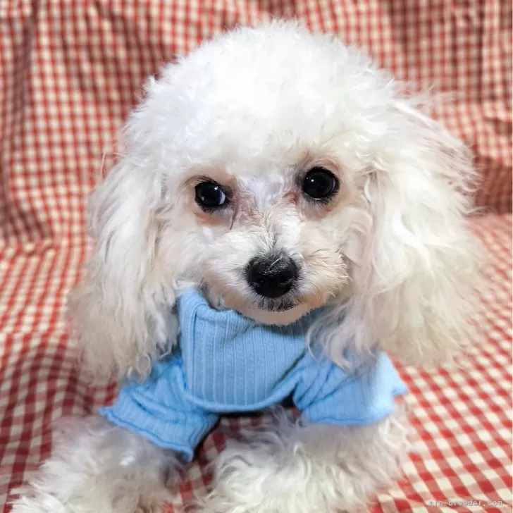 ID：2408-05067の子犬