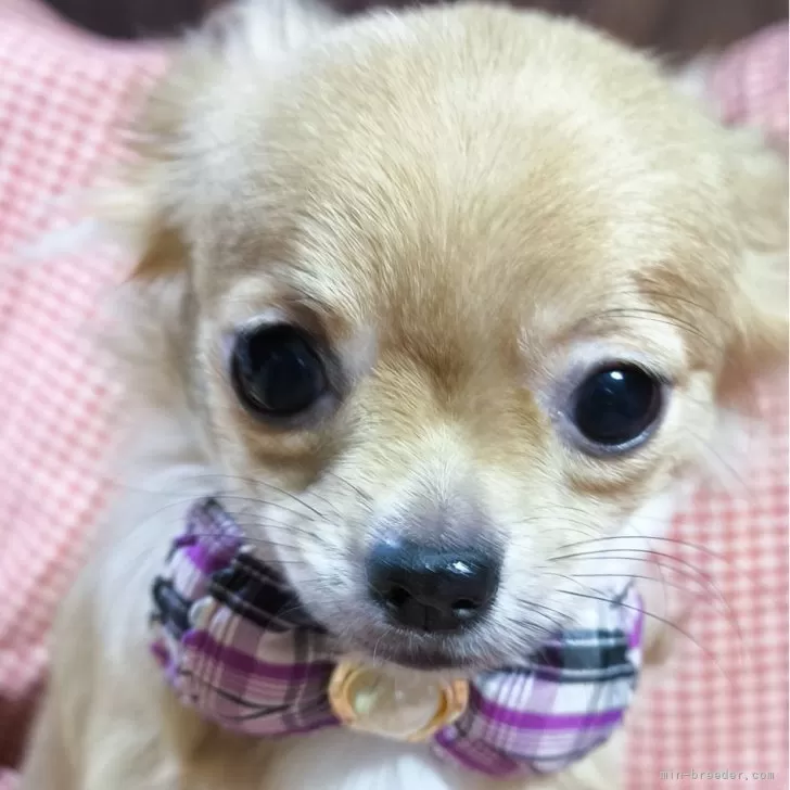 苗子 様のお迎えした子犬