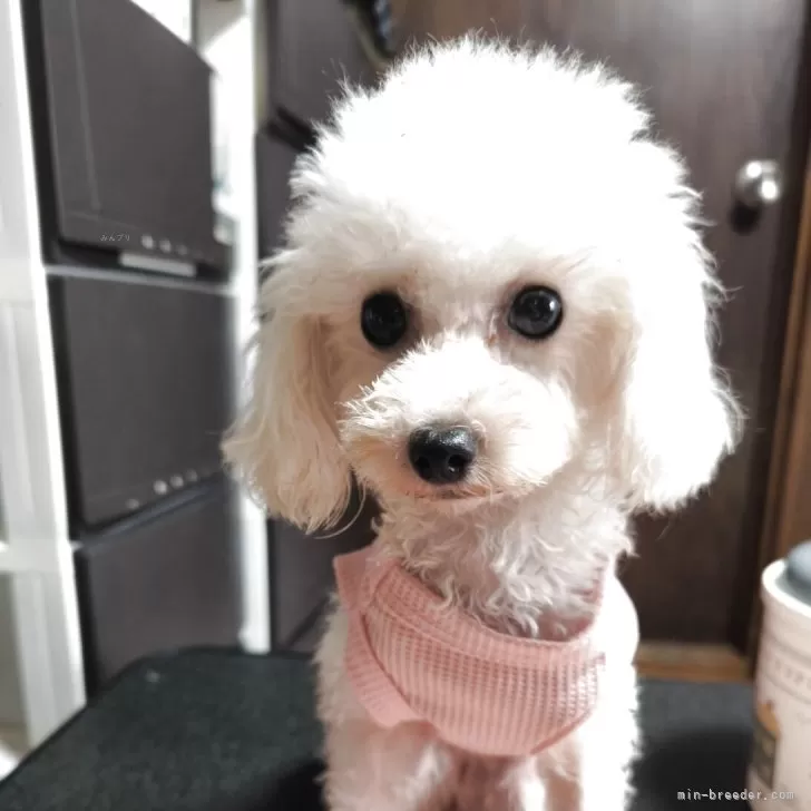 ID:2501-03139の子犬