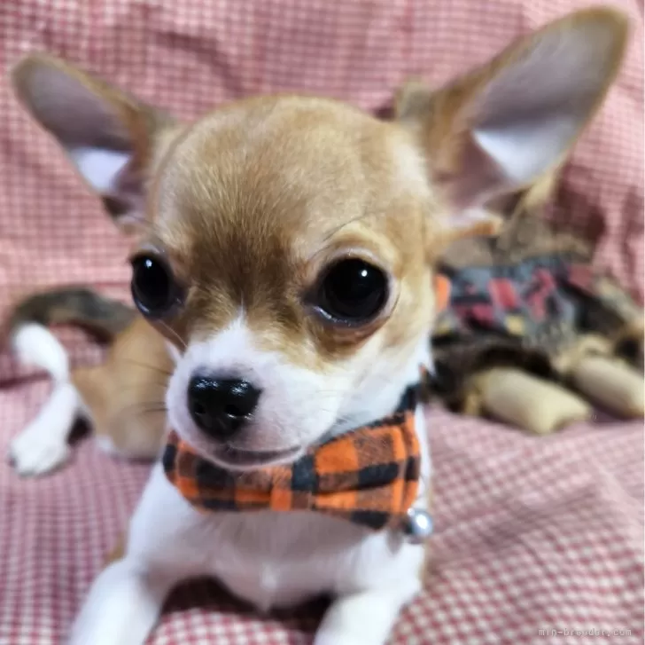 ID：2407-03581の子犬