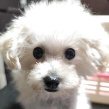 トイプードル(ティーカップ)【兵庫県・女の子・2025年7月19日・可愛いお目々くりくり】の写真「お目々が大きい」