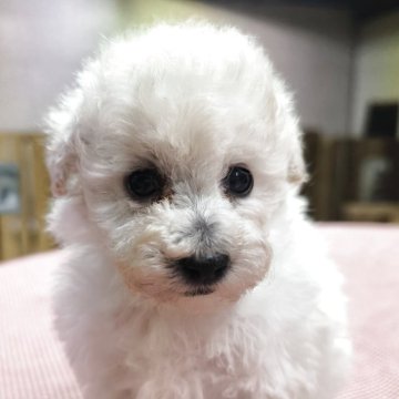 トイプードル(ティーカップ)【兵庫県・男の子・2025年7月19日・可愛いお目々くりくり】の写真「お顔の可愛い子です」
