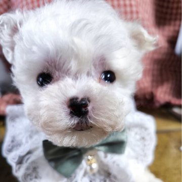 マルチーズ【兵庫県・男の子・2024年11月17日・ホワイト】の写真「小さくて可愛い」
