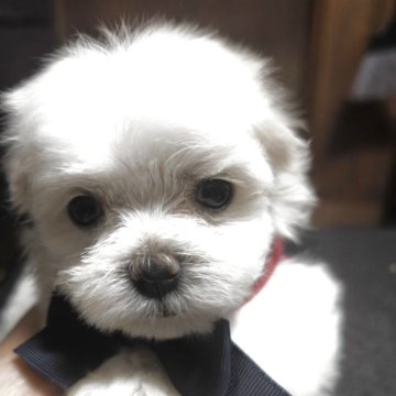 マルチーズ【兵庫県・女の子・2025年10月27日・ホワイト】の写真「お顔が可愛い」
