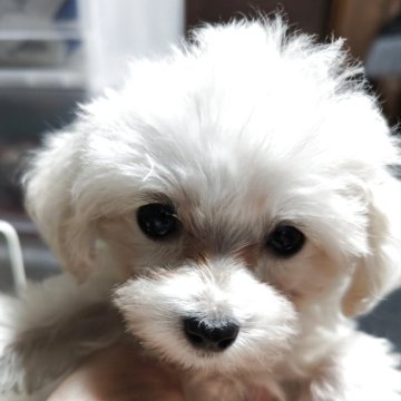 ティーカッププードル【兵庫県・男の子・2025年8月31日・ホワイト】の写真「こお目々が大きくてハンサム」
