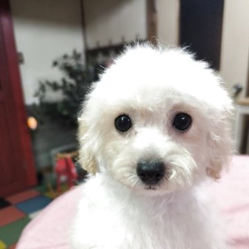 ティーカッププードル【兵庫県・女の子・2025年4月19日・クリーム】の写真「お目々の大きな子」