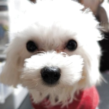 マルプー(トイプードル×マルチーズ)【兵庫県・女の子・2025年3月14日・ミックス犬】の写真「小さくてお目々がくりくりです」