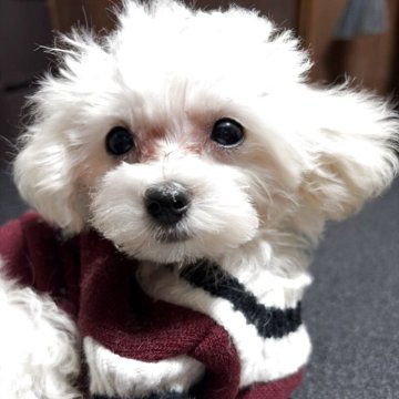 トイプードル(ティーカップ)【兵庫県・男の子・2025年8月31日・ホワイト】の写真「こお目々が大きくてハンサム」