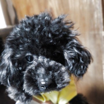 トイプードル(ティーカップ)【兵庫県・女の子・2024年11月15日・ブラック】の写真「お目々クリクリです、、タイ二ーサイズの小さめ」