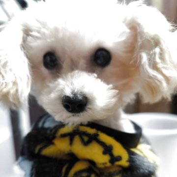 トイプードル(ティーカップ)【兵庫県・女の子・2025年5月31日・クリーム】の写真「極小でとても可愛い女の子です」