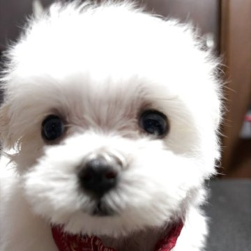 マルチーズ【兵庫県・女の子・2025年10月27日・ホワイト】の写真「お顔が可愛い」