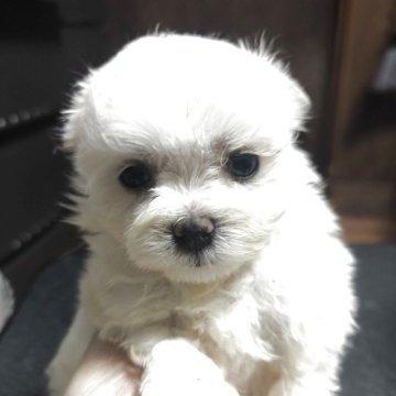 マルチーズ【兵庫県・女の子・2025年10月27日・ホワイト】の写真「お顔の可愛い子」