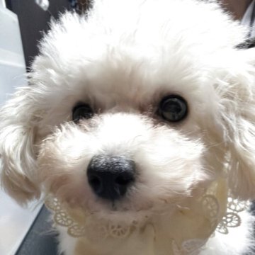 ティーカッププードル【兵庫県・女の子・2025年7月24日・お目々くりくりちゃん】の写真「おめめくりくりで可愛い女の子です」