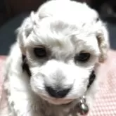 タイニープードル