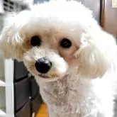 ティーカッププードル【兵庫県・男の子・2025年3月26日・ホワイト】の写真2「優しいお顔です」