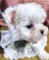 マルチーズ【兵庫県・男の子・2024年11月17日・ホワイト】の写真3「お鼻も短くて可愛い」
