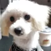 ティーカッププードル【兵庫県・女の子・2025年4月19日・クリーム】の写真3「お目々が大きい」