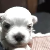 マルチーズ【兵庫県・女の子・2025年10月27日・ホワイト】の写真3「お目々くりくりちゃん」