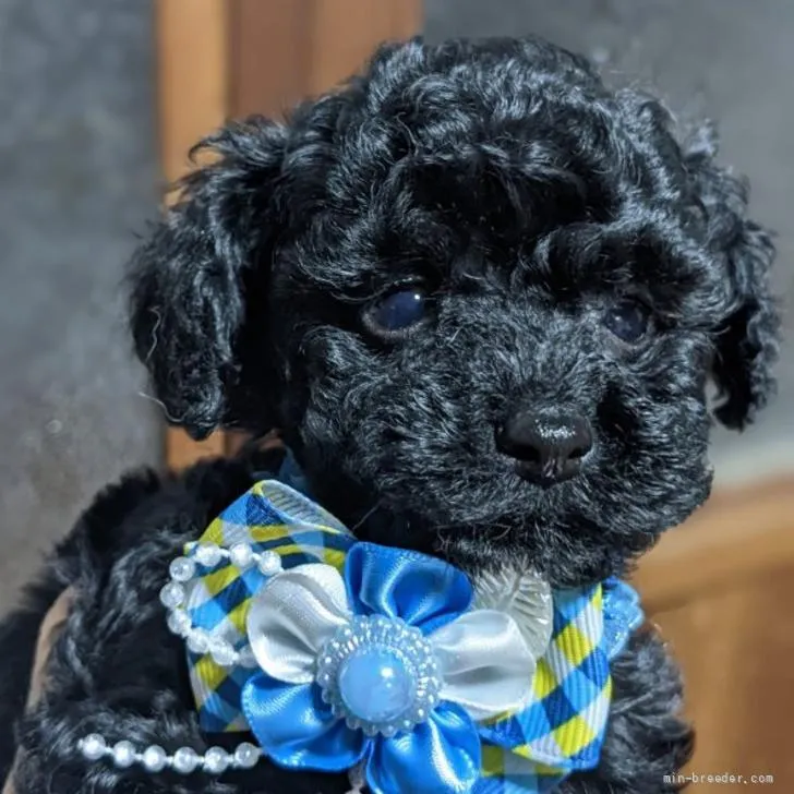 ID：2205-03820の子犬