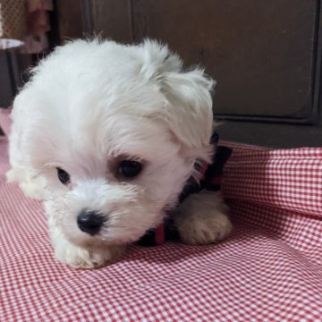 マルチーズ✕プードル【兵庫県・男の子・2023年4月24日・ホワイト】の写真「お目々がクリクリに成りました」