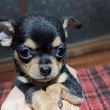 チワワ(スムース)【兵庫県・女の子・2022年7月28日・ブラックタン】の写真「マズルが短く可愛い」