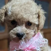 タイニープードル【兵庫県・女の子・2022年4月12日・アプリコット】の写真1「段々と、可愛くなっています」