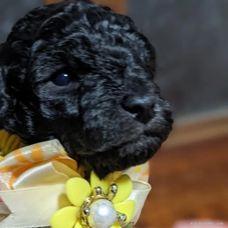 ID：2206-03577の子犬