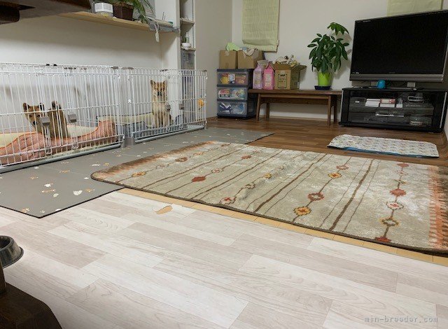 家族のように生活｜梶谷　優子(かじたに　ゆうこ)ブリーダー(山口県・柴犬・一般社団法人　日本豆柴犬協会登録)の紹介写真2