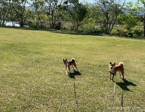 毎日１時間の散歩｜梶谷　優子(かじたに　ゆうこ)ブリーダー(山口県・柴犬・一般社団法人　日本豆柴犬協会登録)の紹介写真5