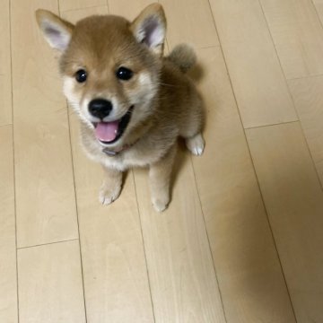 柴犬(豆柴)【山口県・女の子・2025年6月9日・赤】の写真「現在1.62kgの女の子
すぐにお渡し可能です」