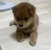 豆柴