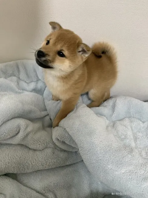 ID:2302-00488の子犬