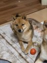 豆柴【・女の子・2019年9月14日・赤(ごま)】