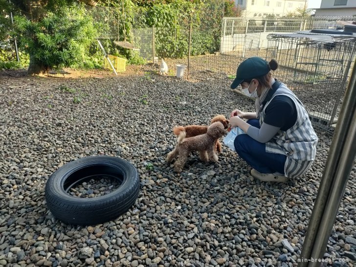 敷設のドッグランです｜樺澤　裕二(かばさわ　ゆうじ)ブリーダー(千葉県・ヨークシャーテリアなど・JKC登録)の紹介写真2